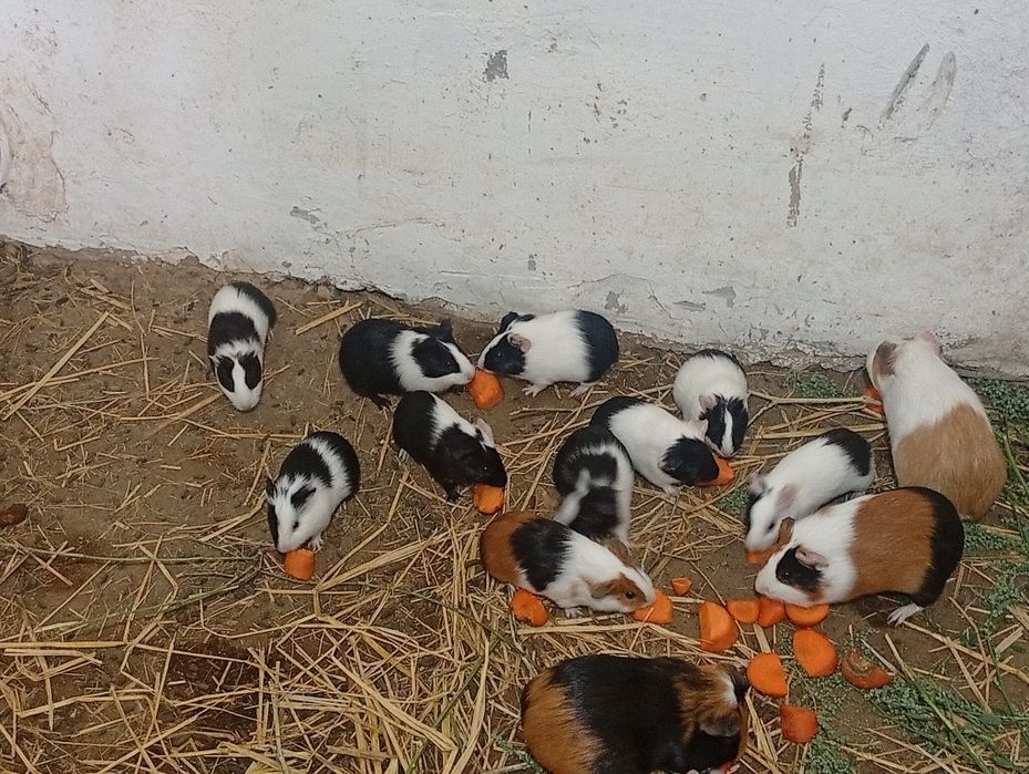 Марские свинки оптом