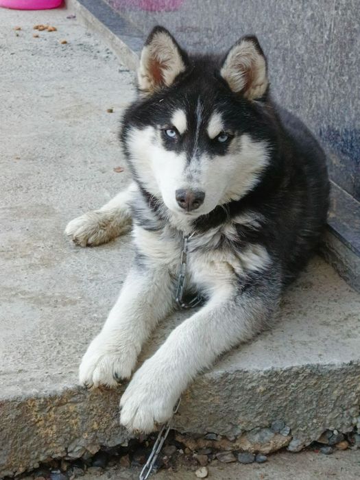 Sibiriski xaski erkak