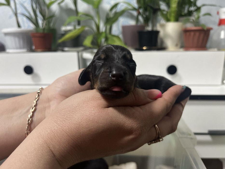 Щенки таксы (бронь)