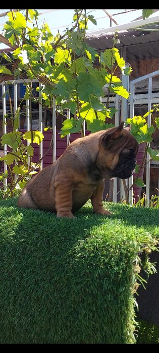 Милая француженка