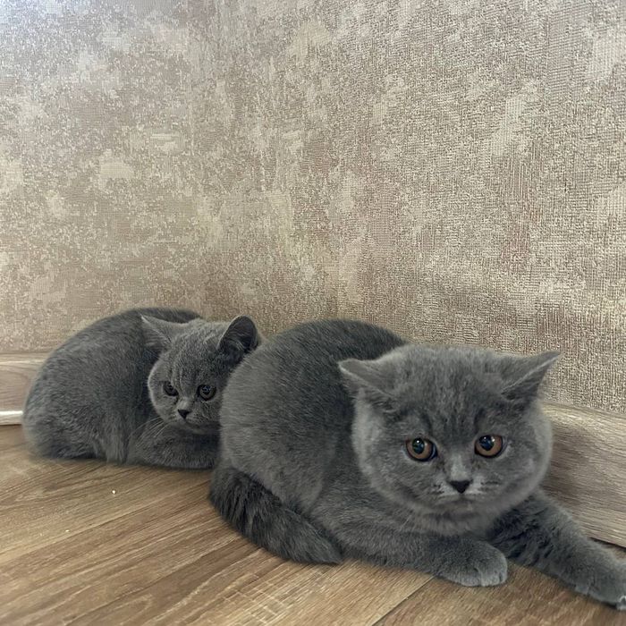 Цена снижена! Британские котята от породистых родителей