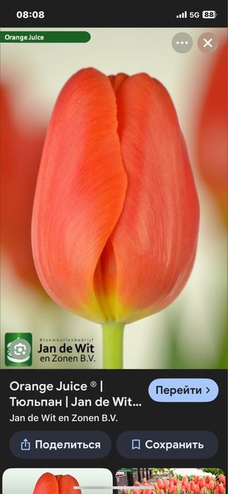 Тюльпаны Голландия