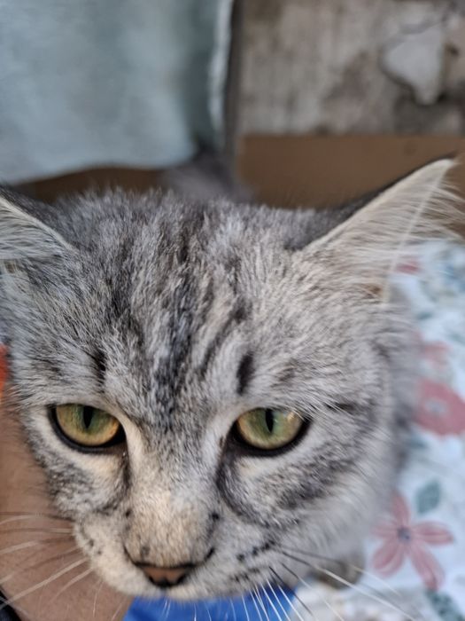 Нашли котенка мальчика