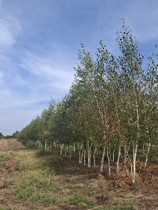 Mesteacan Alb (Betula pendula) - Arbore Ornamental