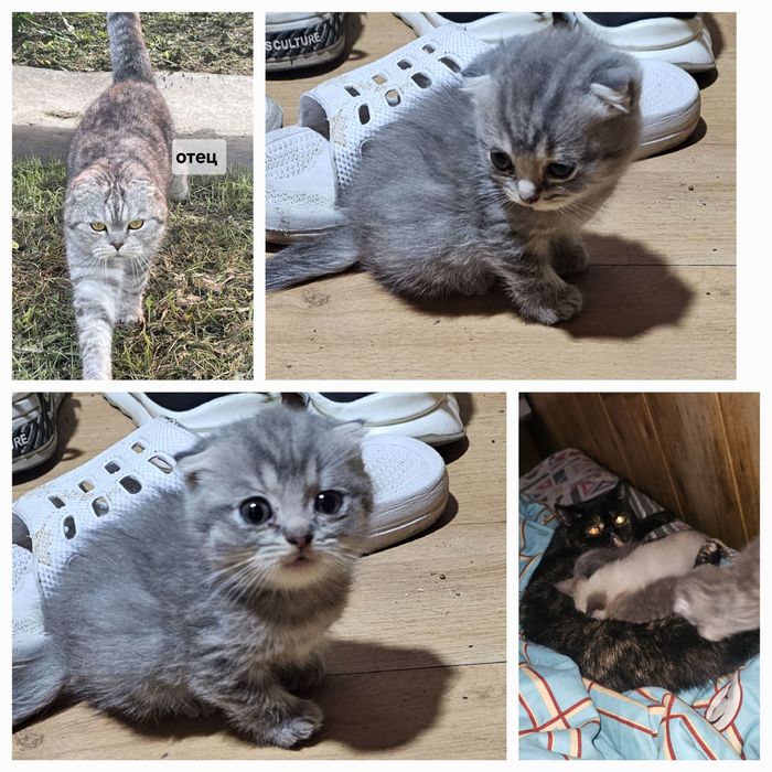 Продам котёнка мальчик