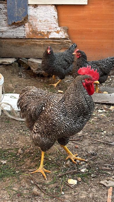 Продам курей порода Плимутрок