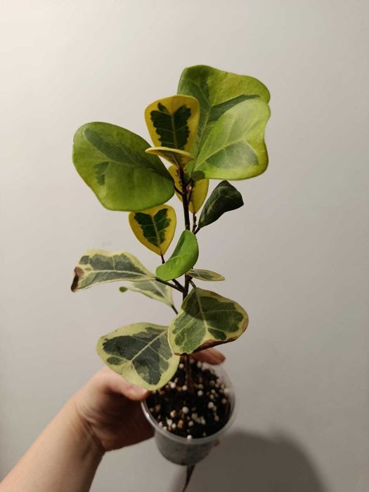 Фикус Умбелата (Ficus umbellata), Ficus triangularis Coconut Cream