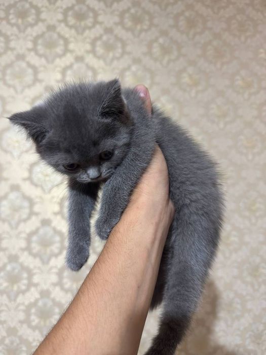 кошка British blue