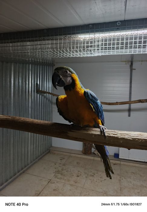 Ручной ара говорит