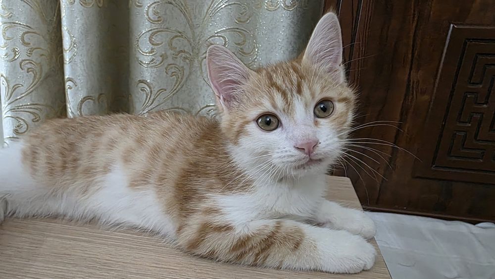 Отдам бесплатно котёнка в добрые руки
