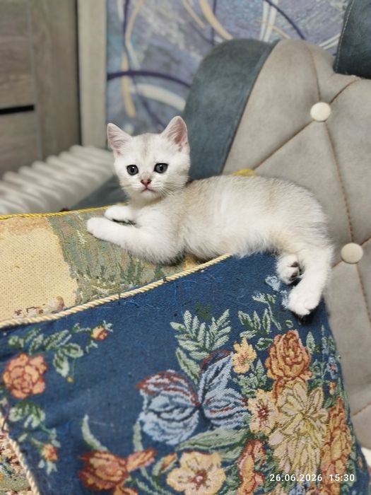 Продажа шотланских котят