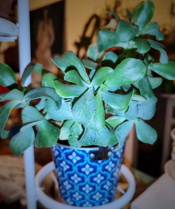 Цъфтящи сукулентни и кактуси, и други растения