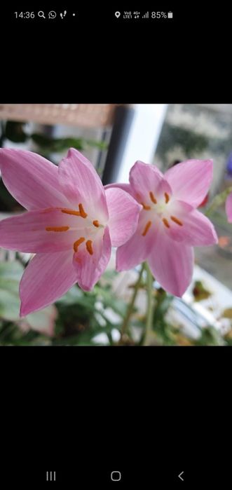 Зефирантус или выскочка