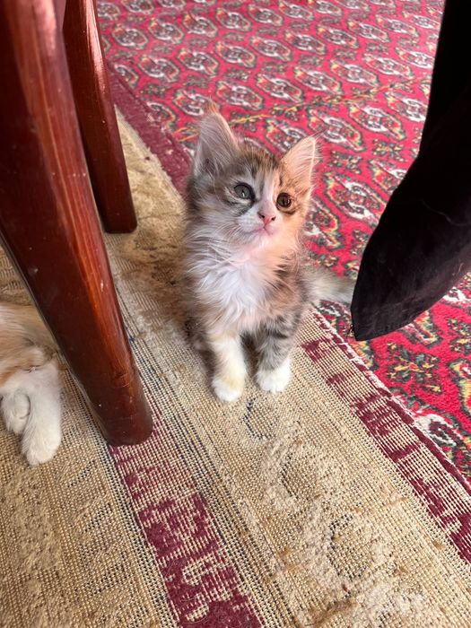 Отдам котят бесплатно в хорошие руки