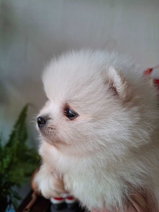 Померан мъжки кученца