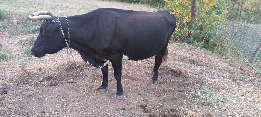 Vacă bună de lapte