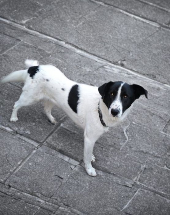 Метис ищет дом. Кобель.