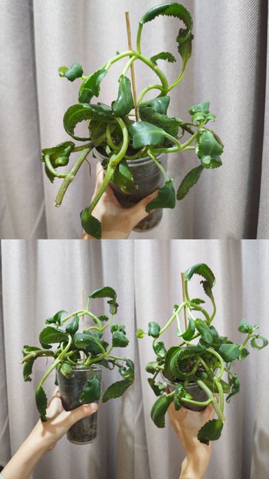 Цветочные горшки и каланхоэ