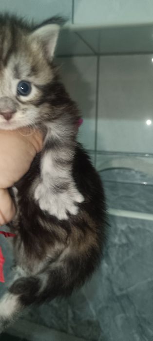 Котята мейкунчики