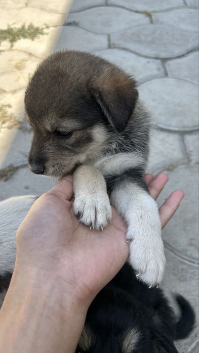 Щенята бесплатно