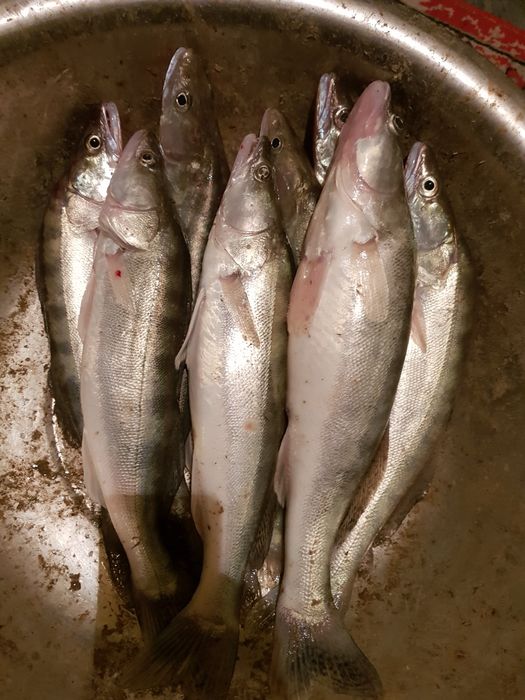 Свежий Судак,Көксерке