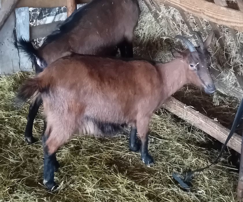 Vand capre alpin francez