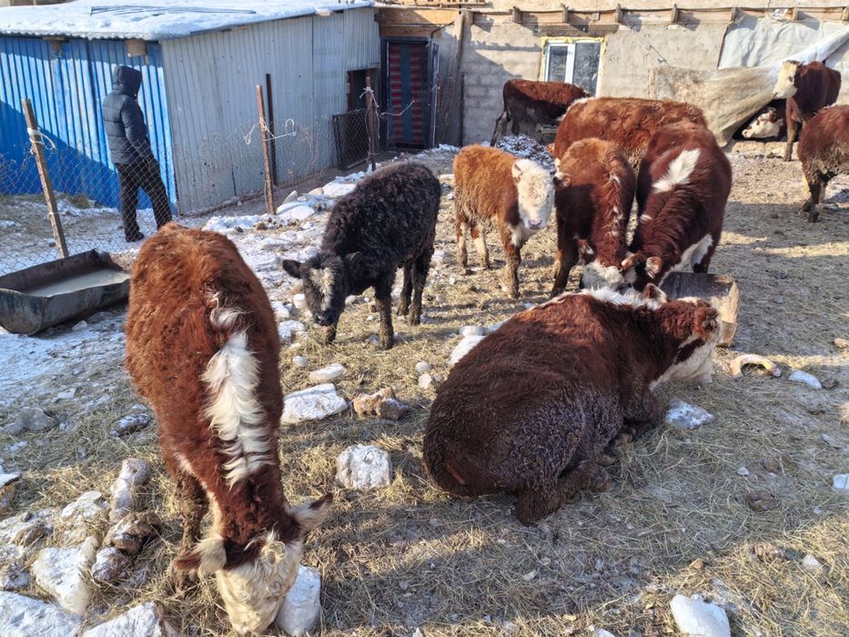 Сиыр сатыладыыыы