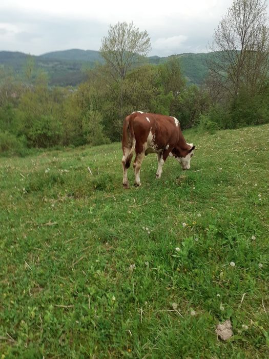 Vând junincă mai multe detali la telefon