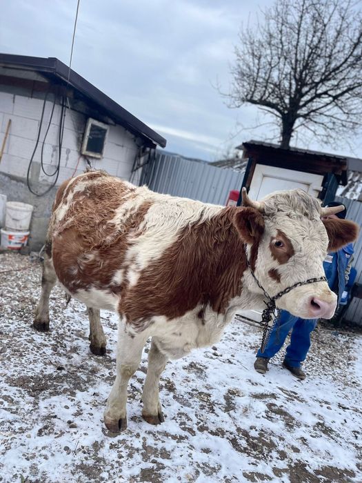 Vând jurincă bălțată romanescă