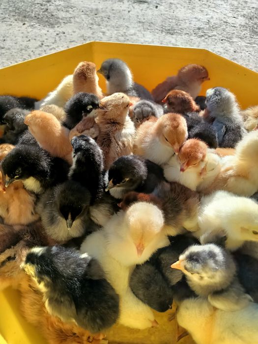 pui de vânzare țărănești