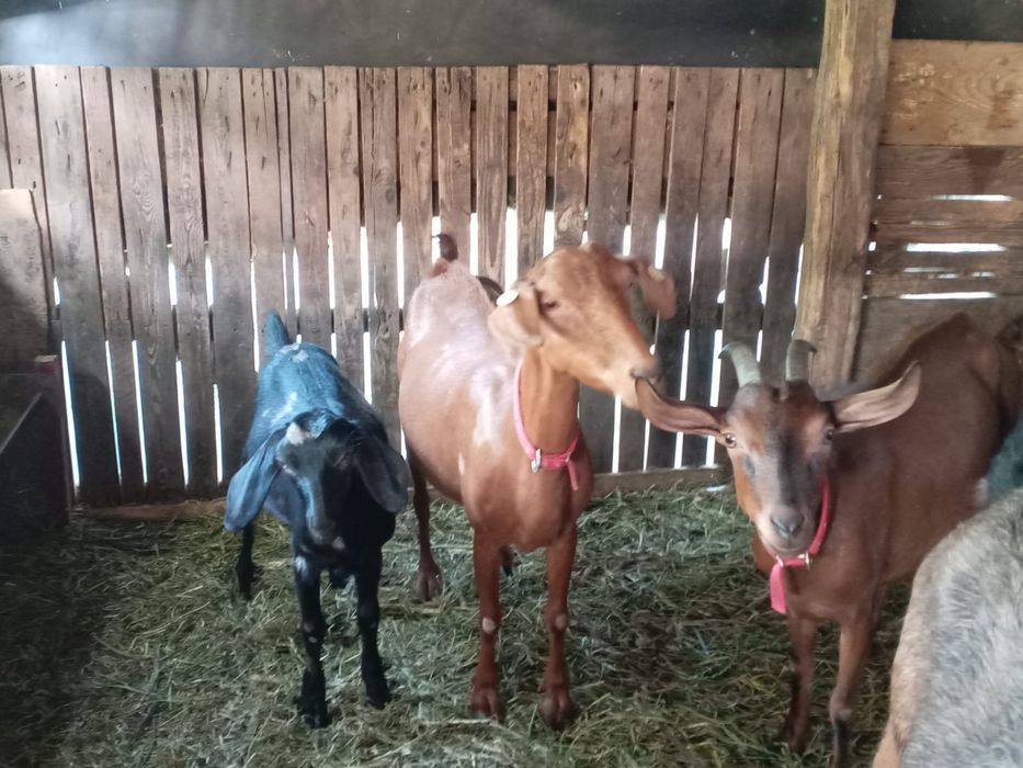 Vand capre metise angolanubianus cu alpine franceze