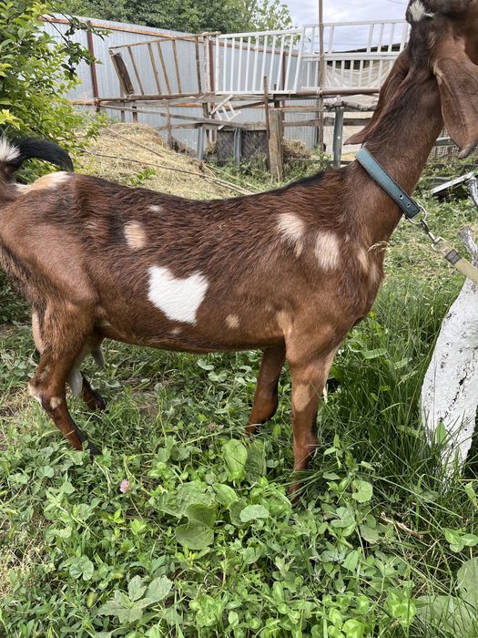 Козочка  англонубо-каморка