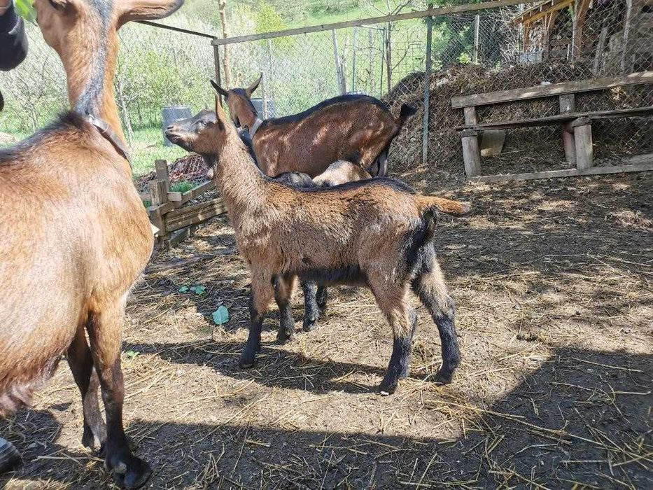 Iezi alpină franceză