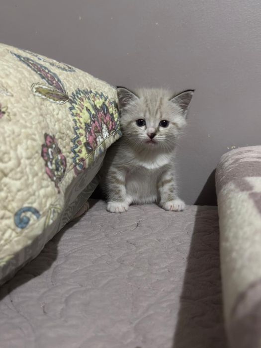 Котята в добрые руки!