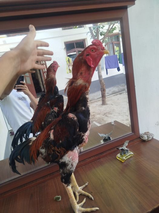 Dakan horozzzzz  Horoz sotladi yeb icwi cotkii 5 kilo nari beri ves bo