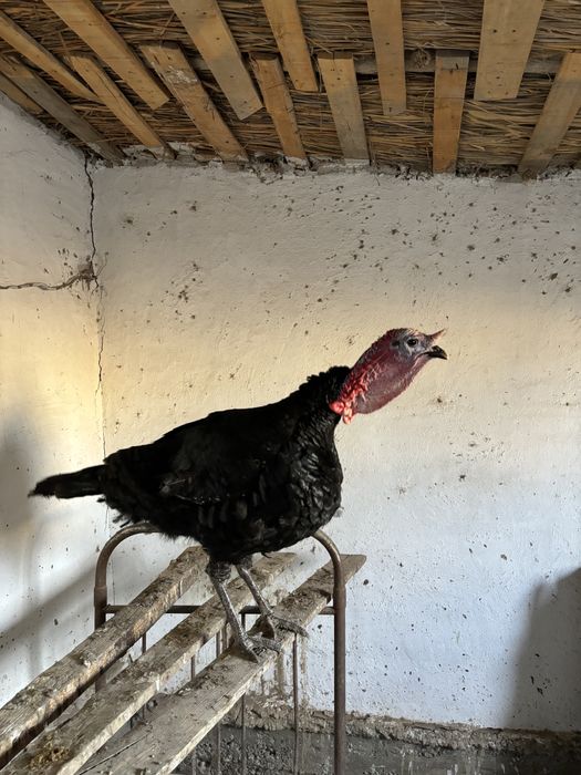 Үндік Қоразы сатылады