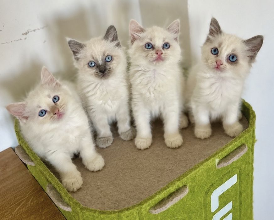 Puiuț Ragdoll blue