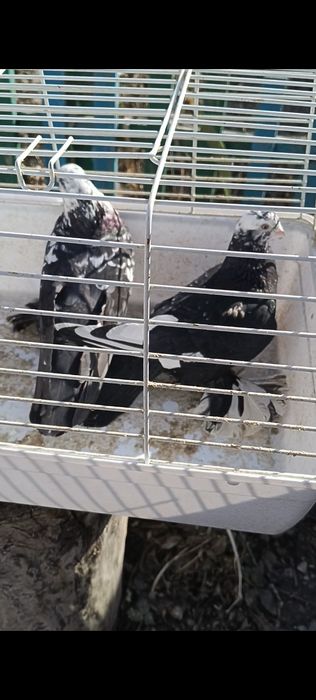 Продам голубей!!