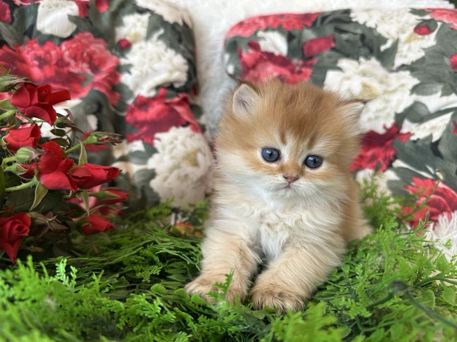 Златна чинчила -момченце