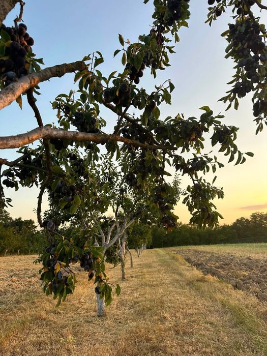 Prune negre, pentru țuică