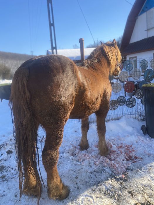 Vand cal castrat de 6 ani