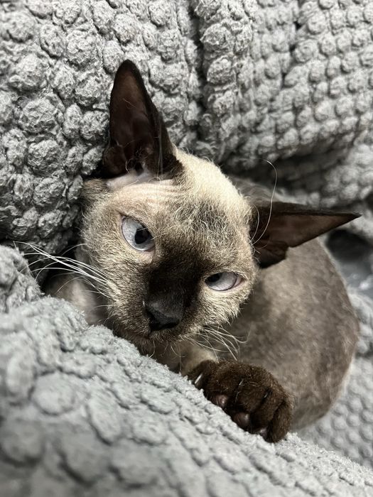 Котенок сфинкс девочка