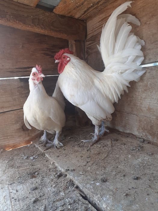 2perechi gaini tinere