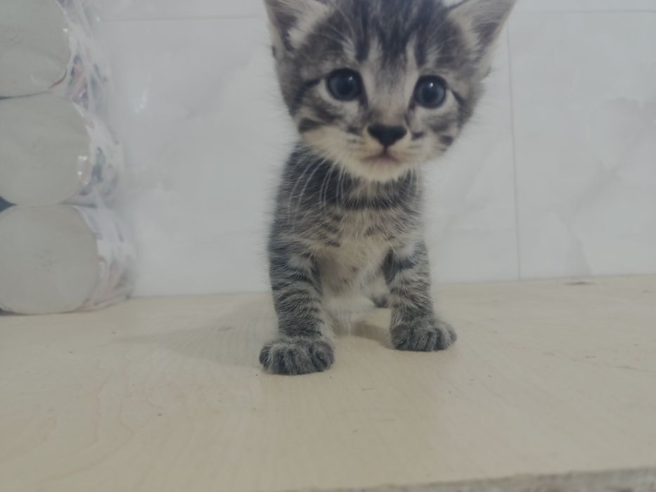 Отдам котят бесплатно