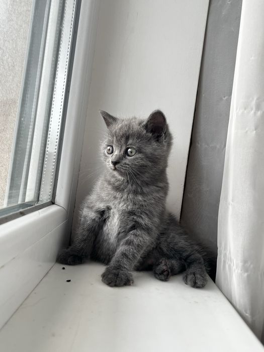 Британско котенце