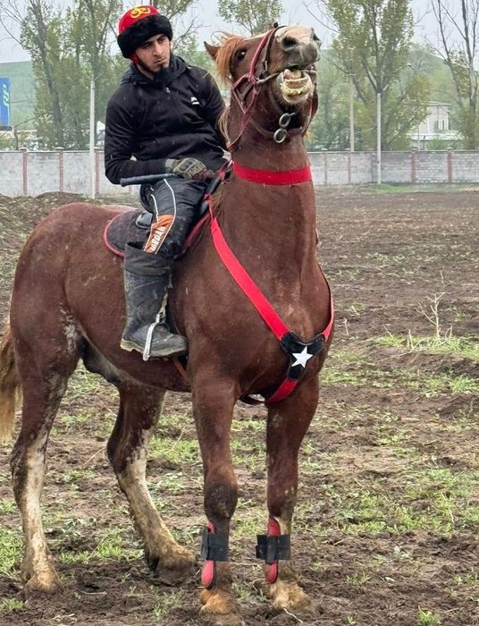 Продам лошадей двух жеребцов