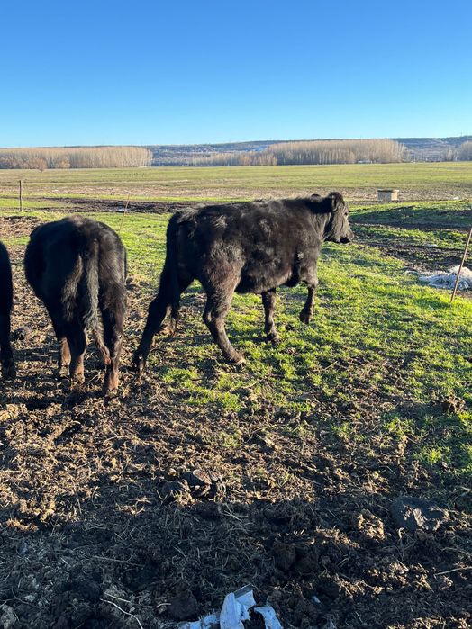 Vând un lot  de 12 vitele angus