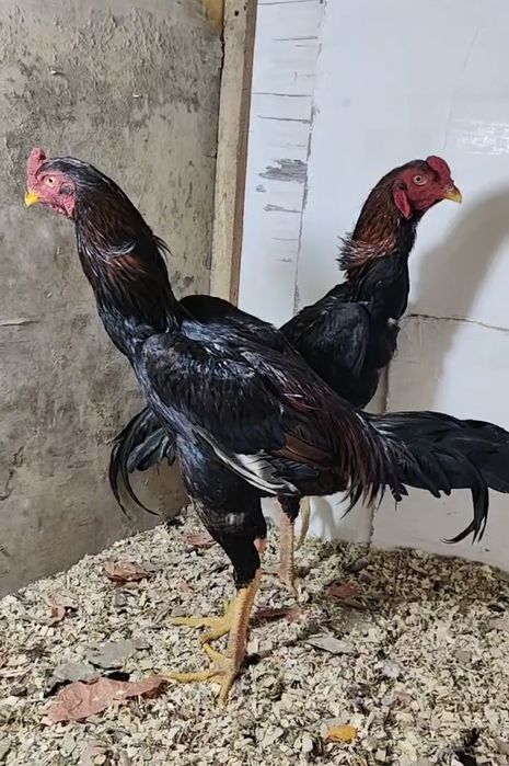 тоза 100 тали привозной Шамо зот жужалари сотилади