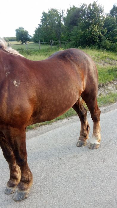 Vănd cal de de 4 ani bun  din ori ce punt de vedere