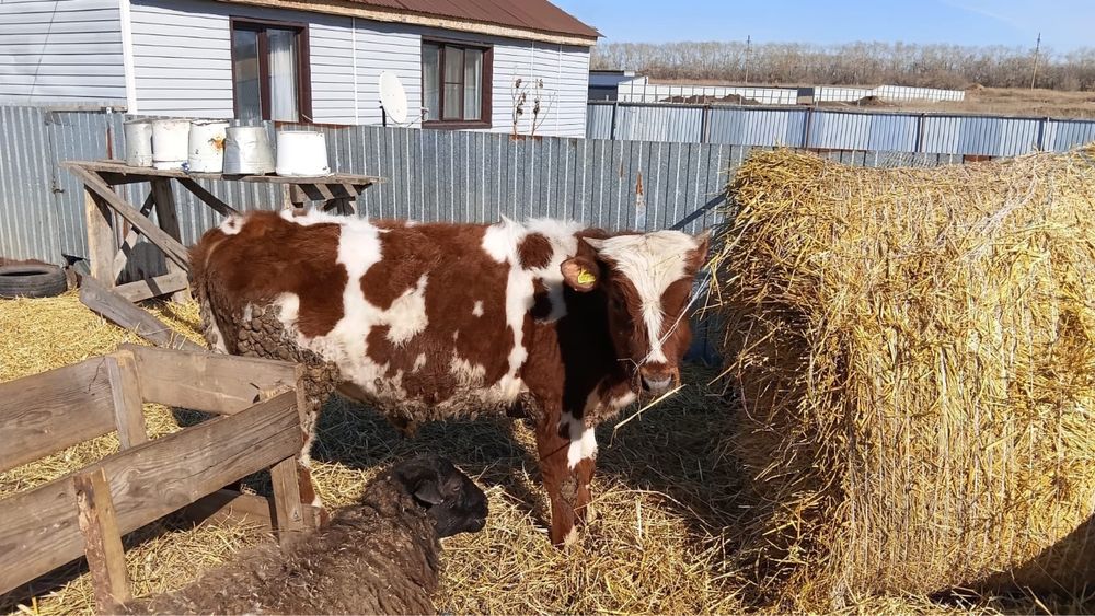 Продам бычка,стоит на откорме.